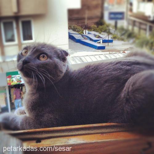 lokum Dişi Scottish Fold