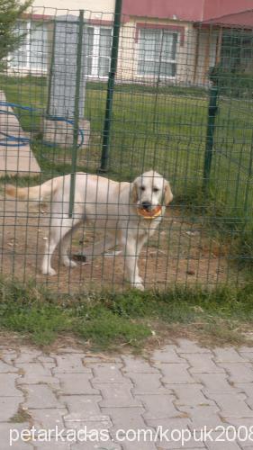 köpük Dişi Golden Retriever