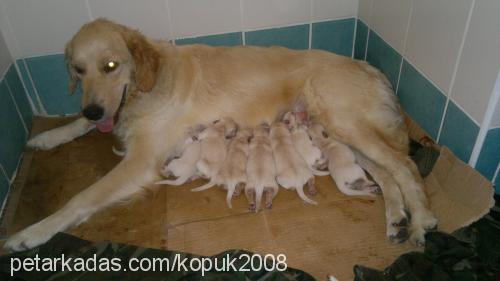 köpük Dişi Golden Retriever