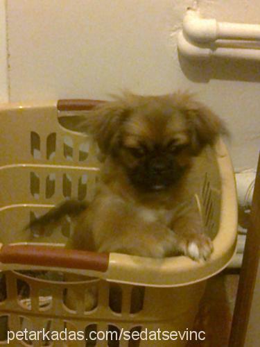 tarçın Dişi Pekingese