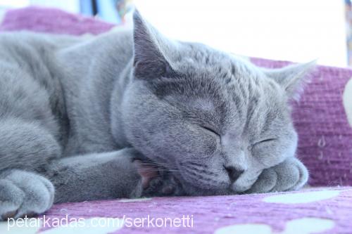 paŞa Erkek British Shorthair