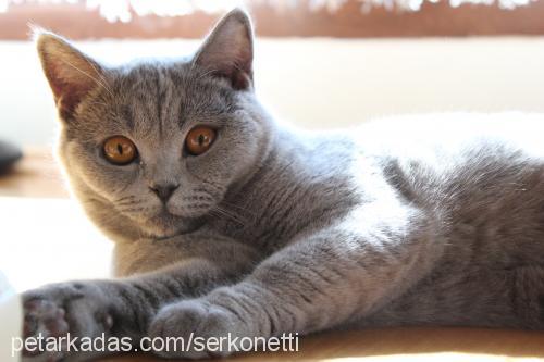 paŞa Erkek British Shorthair