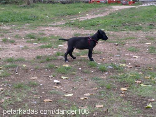 Şİla Dişi Amerikan Pitbull Terrier