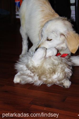 amy Dişi Golden Retriever