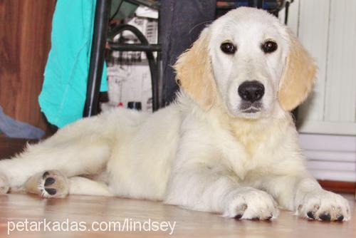 amy Dişi Golden Retriever