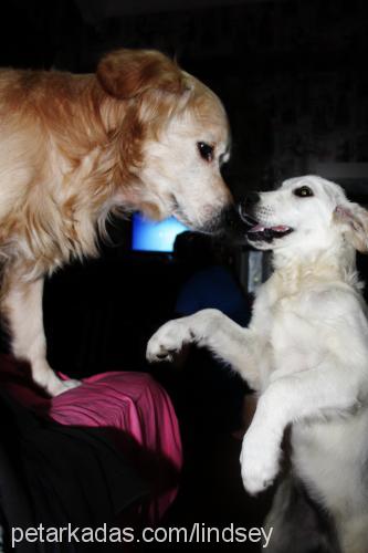 amy Dişi Golden Retriever