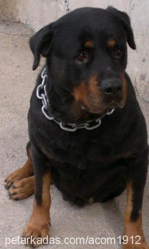 Çilek Dişi Rottweiler