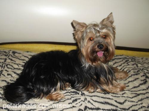 sezar Erkek Yorkshire Terrier