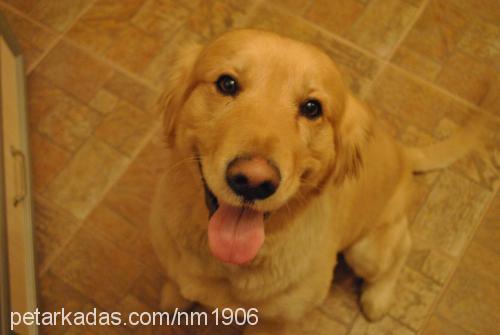 puppy Erkek Golden Retriever