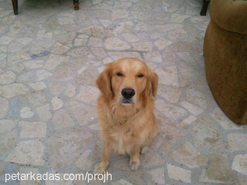 tarçın Erkek Golden Retriever