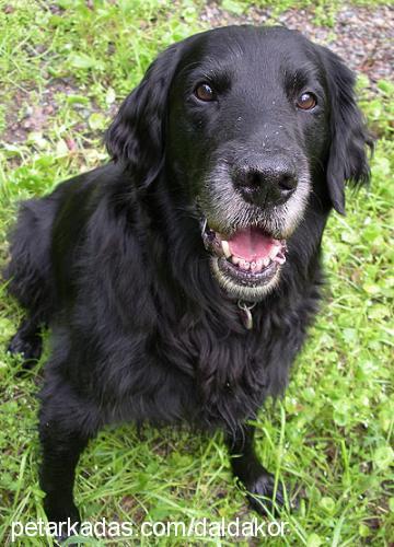 karabaş Erkek Flat Coated Retriever