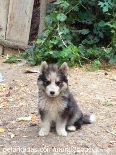 kirli Erkek Alaskan Malamute