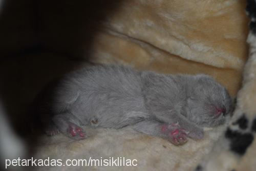 mışık Dişi British Shorthair