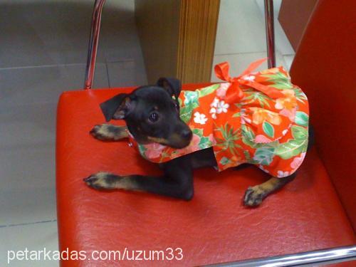 badem Dişi Minyatür Pinscher