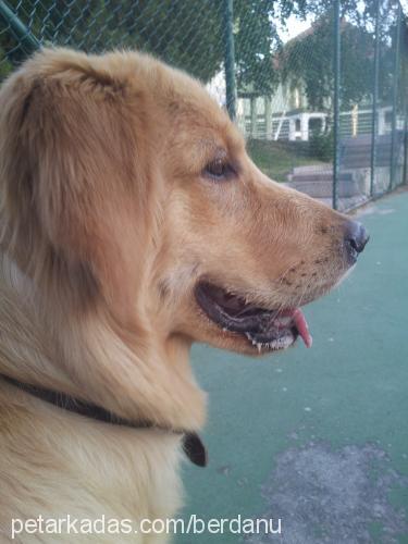 tarçın Erkek Golden Retriever