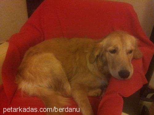 tarçın Erkek Golden Retriever