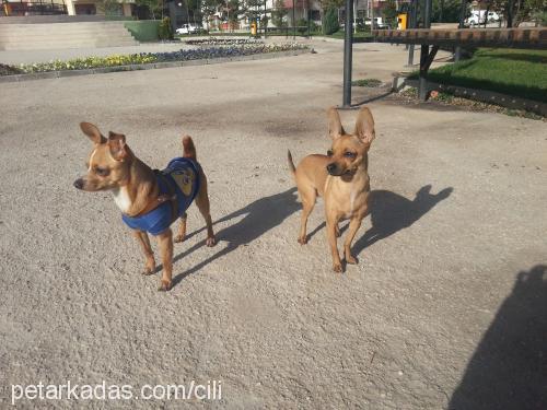 rita Dişi Minyatür Pinscher