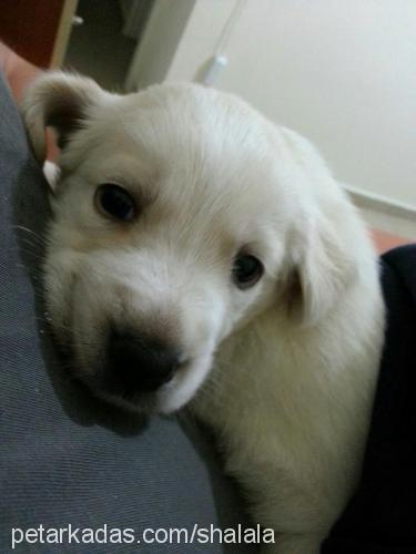 arwen Dişi Golden Retriever