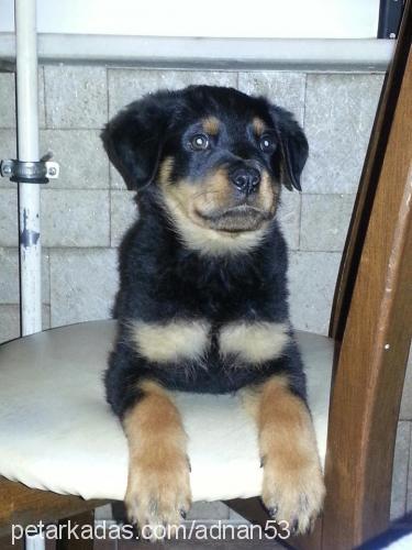 baksi Erkek Rottweiler