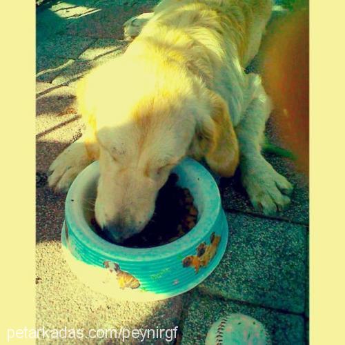 şanslı Erkek Golden Retriever