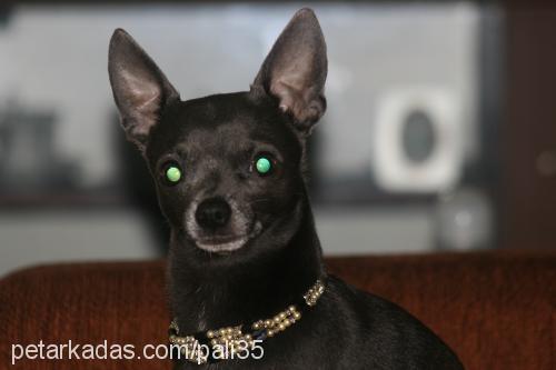 pali Erkek Chihuahua