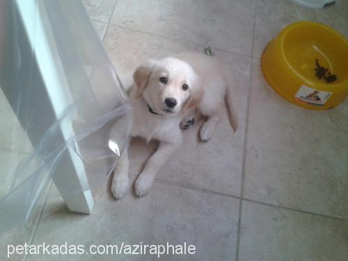 leeu Dişi Golden Retriever