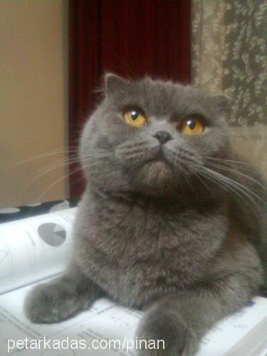 kedi Dişi Scottish Fold