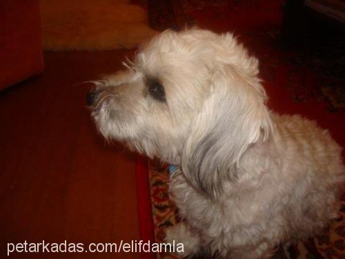 naz Dişi Norfolk Terrier