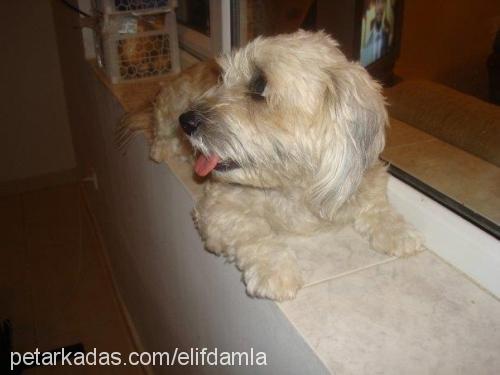 naz Dişi Norfolk Terrier