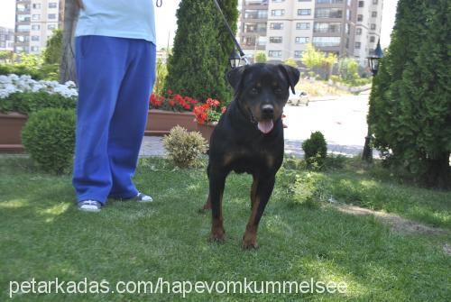 betyvonstrabon Dişi Rottweiler