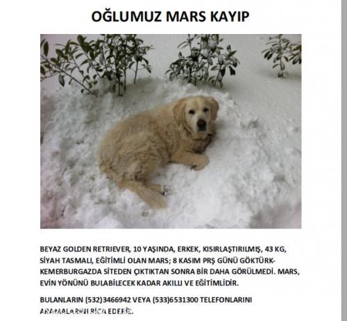 mars Erkek Golden Retriever