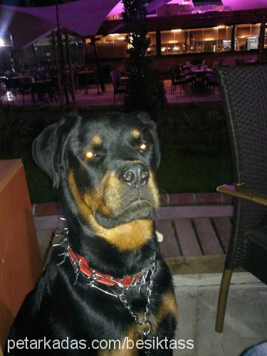 pascal Erkek Rottweiler