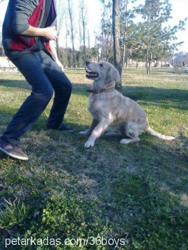 prenses Dişi Golden Retriever