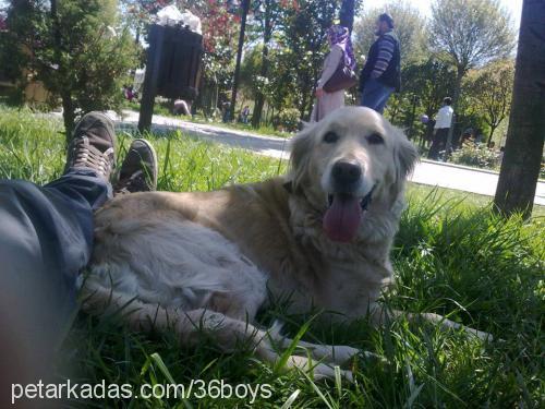 prenses Dişi Golden Retriever