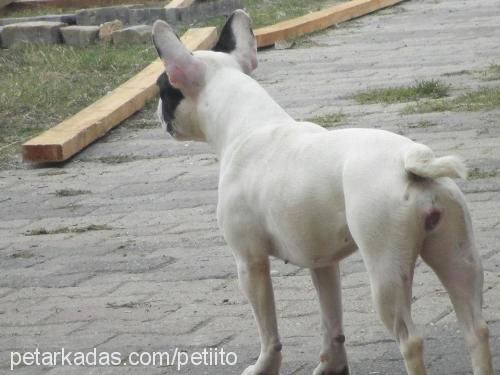 petit Dişi Fransız Bulldog