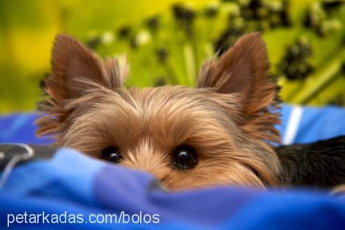 bolo Erkek Yorkshire Terrier