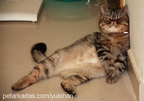 yukihan Erkek Exotic Shorthair