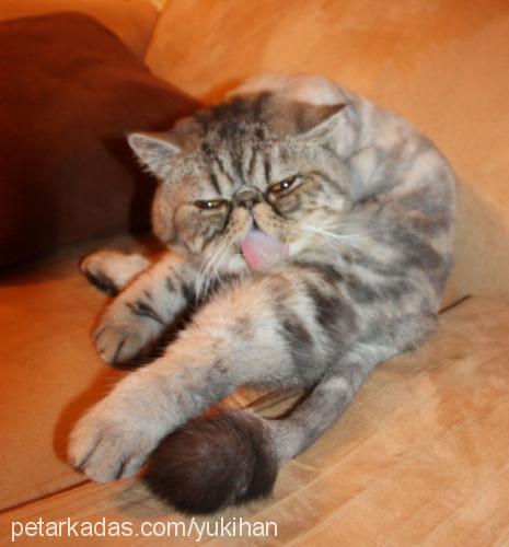 yukihan Erkek Exotic Shorthair