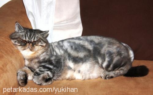 yukihan Erkek Exotic Shorthair