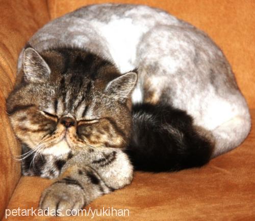 yukihan Erkek Exotic Shorthair