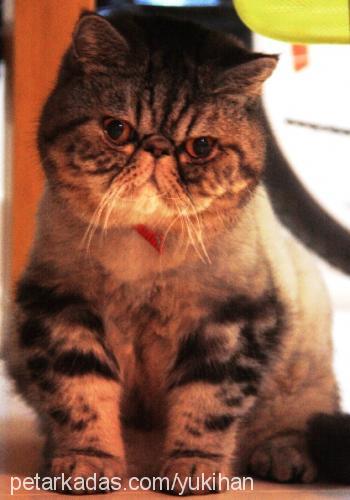 yukihan Erkek Exotic Shorthair