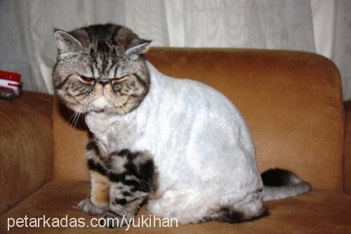 yukihan Erkek Exotic Shorthair