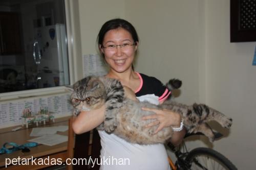 yukihan Erkek Exotic Shorthair