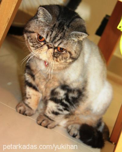 yukihan Erkek Exotic Shorthair