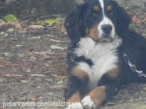 alice Dişi Bernese Dağ Köpeği