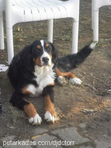 alice Dişi Bernese Dağ Köpeği