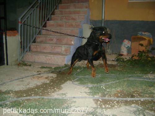 roti Erkek Rottweiler