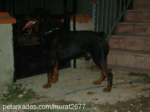 roti Erkek Rottweiler