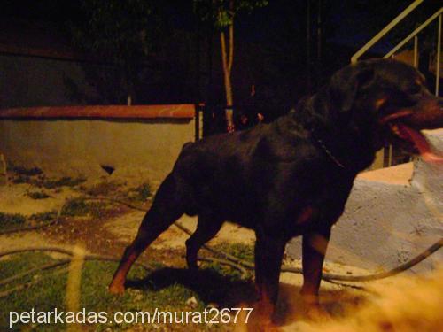 roti Erkek Rottweiler