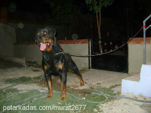 roti Erkek Rottweiler